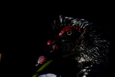 Close-up of a bird looking away