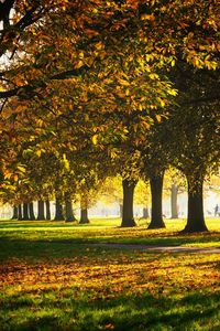 Trees on field during autumn