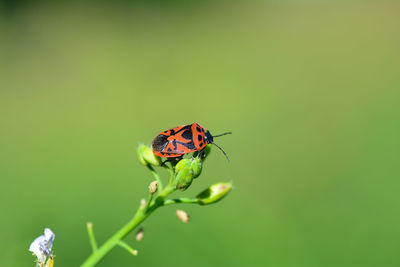 Red and black vegetable bug, eurydema dominulus, on a stalk with a lot of green nature