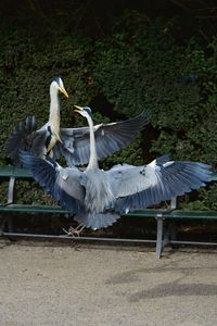 bird