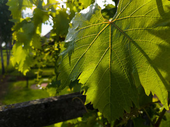 Close-up of maple leaves on tree