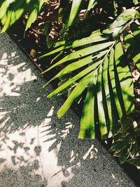 High angle view of plant on land