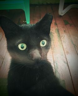 Portrait of black cat sitting on floor