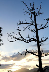 Low angle view of silhouette birds on bare tree against sky