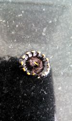 Close-up of animal shell