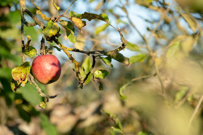 Close-up of apples on tree