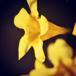 Close-up of yellow flower
