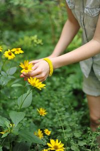 Cropped image of woman plucking yellow flowers