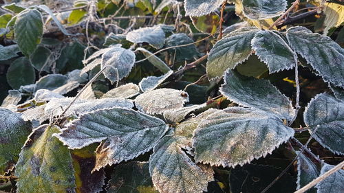 Close-up of frozen leaves