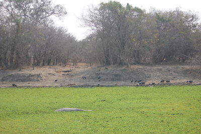 View of birds on land