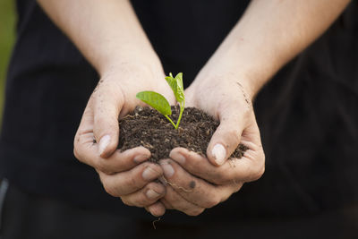 Close-up of hand holding small plant