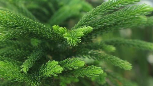 Close-up of green plant