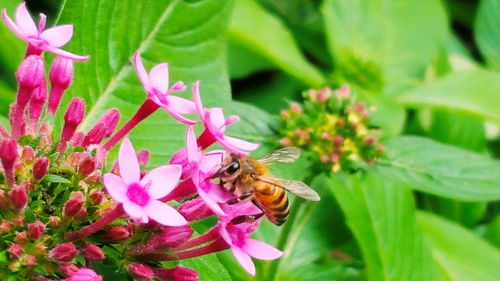 Close-up of bee pollinating on pink flower