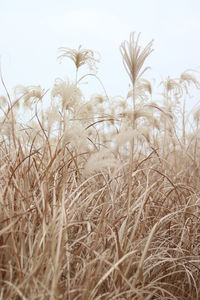 Close-up of crops on field against sky