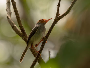 Close-up of bird perching on branch