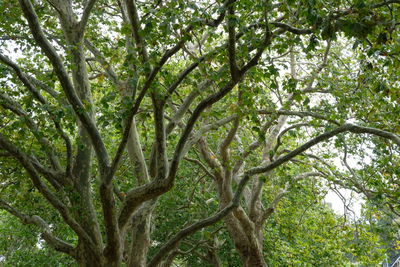 Low angle view of trees in forest