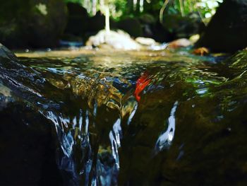 Close-up of fish swimming