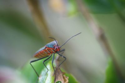 Close-up of insect on leaf