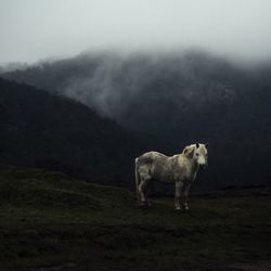 Horse on mountain in foggy weather