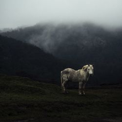 Horses grazing on field