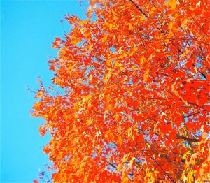 Low angle view of trees against sky