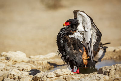 Close-up of bird perching on rock