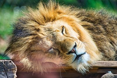 Leo rests in the midday sun and sleeps