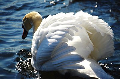 Close-up of swan swimming in lake