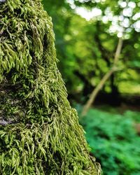 Close-up of moss growing on tree in forest