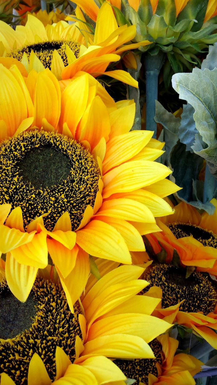 flower, petal, yellow, flower head, freshness, fragility, pollen, sunflower, beauty in nature, blooming, growth, close-up, nature, plant, high angle view, full frame, stamen, single flower, in bloom, backgrounds