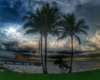 Palm trees against cloudy sky