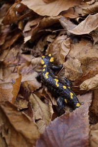 Close-up of insect on autumn leaf