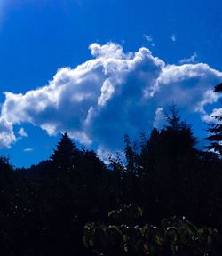 Low angle view of silhouette trees against sky