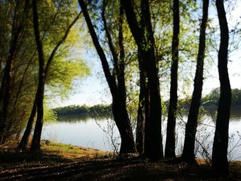 Trees in forest