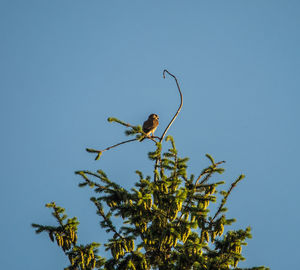 Low angle view of bird perching on plant against clear blue sky