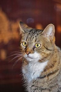 Close-up portrait of tabby cat