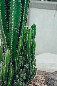 Close-up of succulent plant