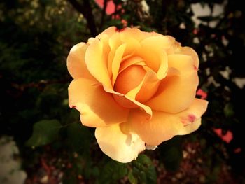 Close-up of flower blooming outdoors