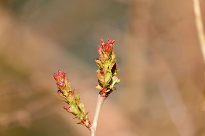 Close-up of red flowering plant