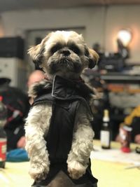 Dog looking at camera on table