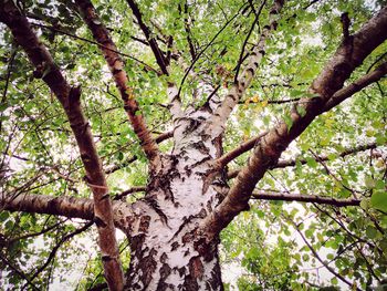 Low angle view of tree against sky