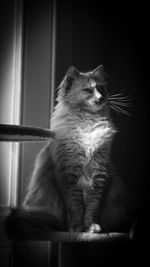 Cat looking away while sitting on window at home