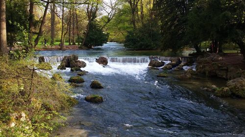 Scenic view of river in forest