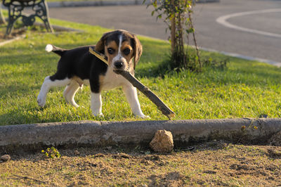 pet