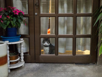 Portrait of cat sitting on flower pot