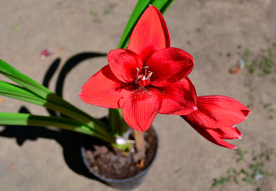 Close-up of red rose flower