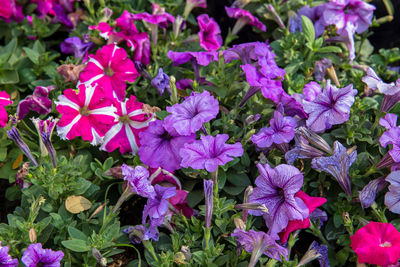 High angle view of pink flowering plants