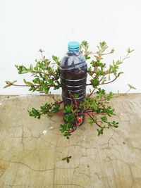 Potted plant on table