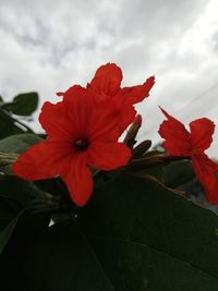 Close-up of red hibiscus on plant against sky