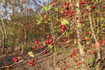 Close-up of red berries on tree